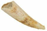 Fossil Pterosaur (Siroccopteryx) Tooth - Morocco #216964-1